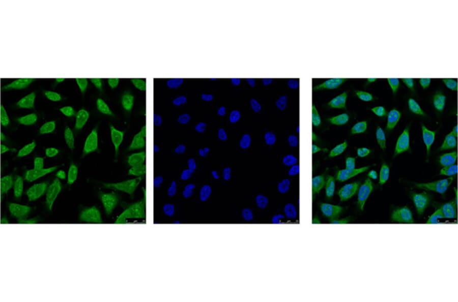 HSP70 Monoclonal Antibody from Signalway Antibody (40416) - Antibodies.com