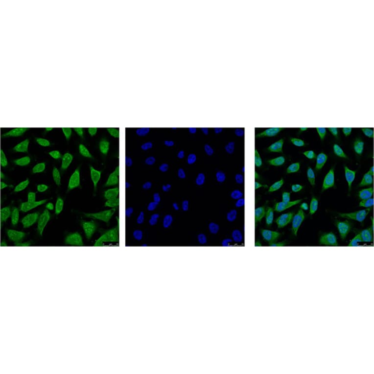 HSP70 Monoclonal Antibody from Signalway Antibody (40416) - Antibodies.com
