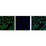 HSP70 Monoclonal Antibody from Signalway Antibody (40416) - Antibodies.com