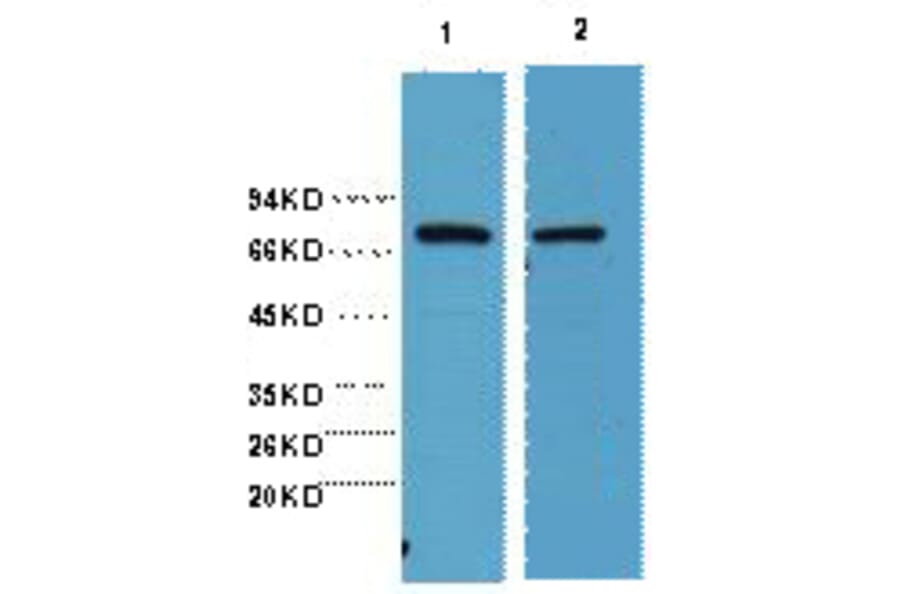Western blot - HSP70 Monoclonal Antibody from Signalway Antibody (40416) - Antibodies.com