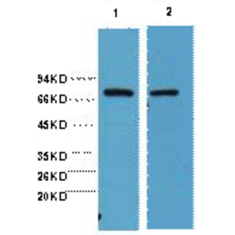 Western blot - HSP70 Monoclonal Antibody from Signalway Antibody (40416) - Antibodies.com