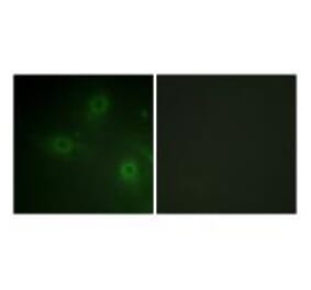 Immunofluorescence - Neutrophil Cytosol Factor 1 (Ab-304) Antibody from Signalway Antibody (33180) - Antibodies.com