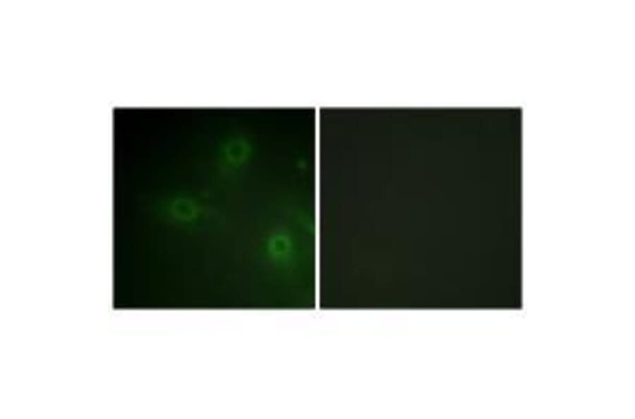 Immunofluorescence - Neutrophil Cytosol Factor 1 (Ab-304) Antibody from Signalway Antibody (33180) - Antibodies.com