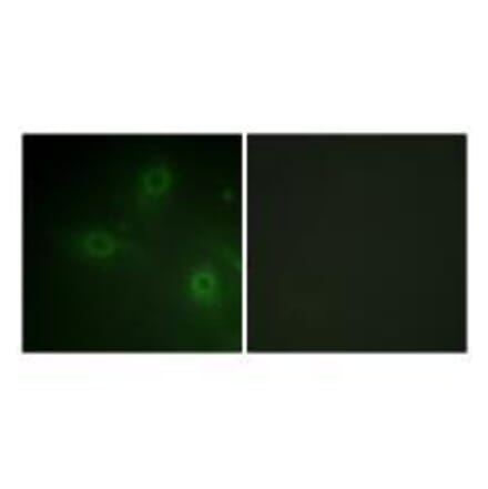Immunofluorescence - Neutrophil Cytosol Factor 1 (Ab-304) Antibody from Signalway Antibody (33180) - Antibodies.com