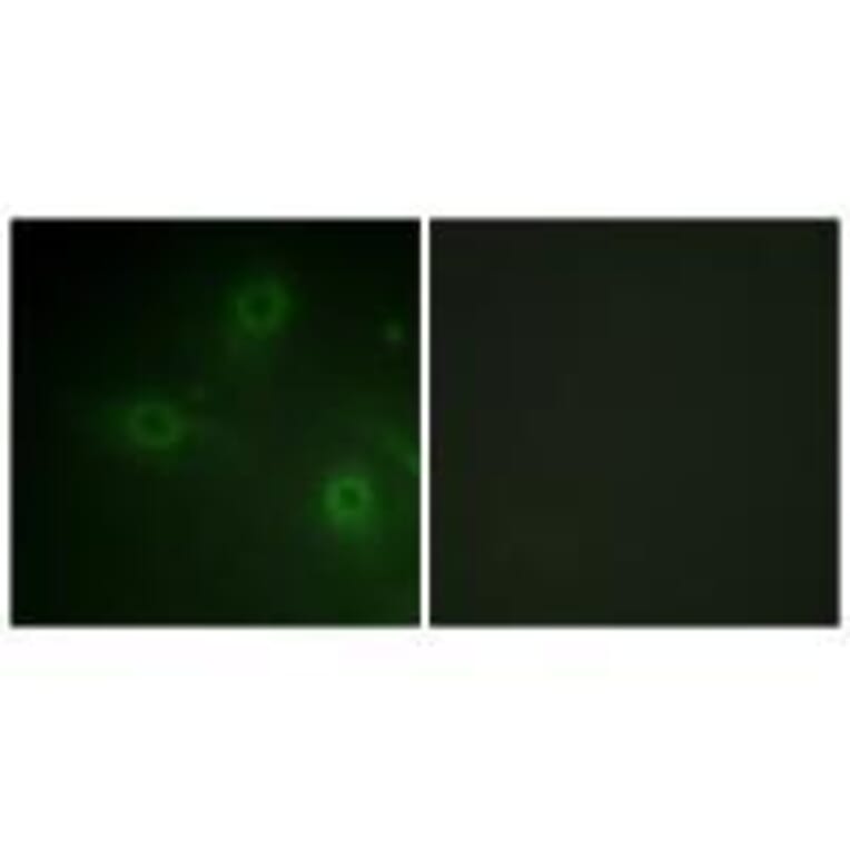 Immunofluorescence - Neutrophil Cytosol Factor 1 (Ab-304) Antibody from Signalway Antibody (33180) - Antibodies.com