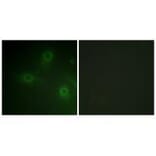 Immunofluorescence - Neutrophil Cytosol Factor 1 (Ab-304) Antibody from Signalway Antibody (33180) - Antibodies.com