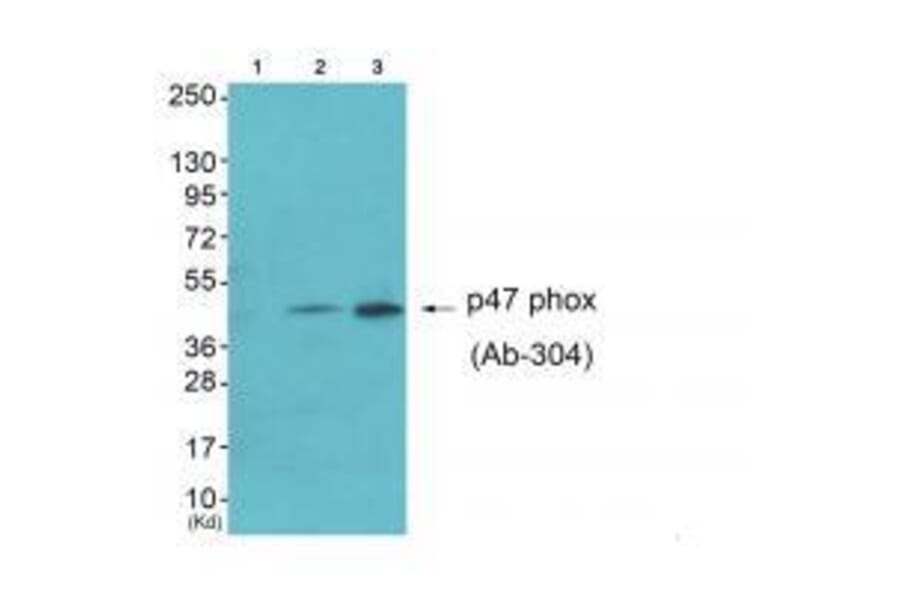 Western blot - Neutrophil Cytosol Factor 1 (Ab-304) Antibody from Signalway Antibody (33180) - Antibodies.com
