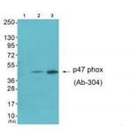 Western blot - Neutrophil Cytosol Factor 1 (Ab-304) Antibody from Signalway Antibody (33180) - Antibodies.com