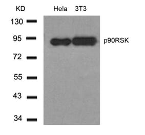 Western blot - p90RSK (Ab-348) Antibody from Signalway Antibody (21135) - Antibodies.com