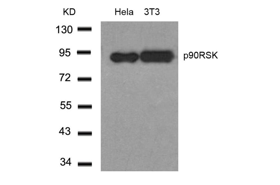 Western blot - p90RSK (Ab-348) Antibody from Signalway Antibody (21135) - Antibodies.com