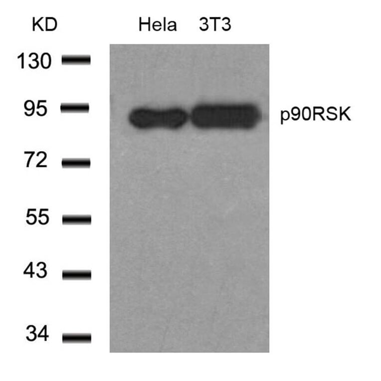 Western blot - p90RSK (Ab-348) Antibody from Signalway Antibody (21135) - Antibodies.com