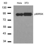 Western blot - p90RSK (Ab-348) Antibody from Signalway Antibody (21135) - Antibodies.com