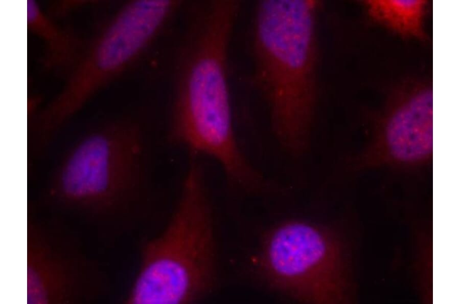 Immunofluorescence - p90RSK (Ab-348) Antibody from Signalway Antibody (21135) - Antibodies.com