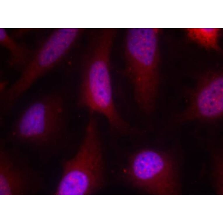 Immunofluorescence - p90RSK (Ab-348) Antibody from Signalway Antibody (21135) - Antibodies.com