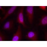 Immunofluorescence - p90RSK (Ab-348) Antibody from Signalway Antibody (21135) - Antibodies.com