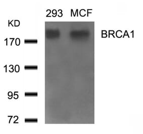 Western blot - BRCA1 (Ab-1524) Antibody from Signalway Antibody (21139) - Antibodies.com
