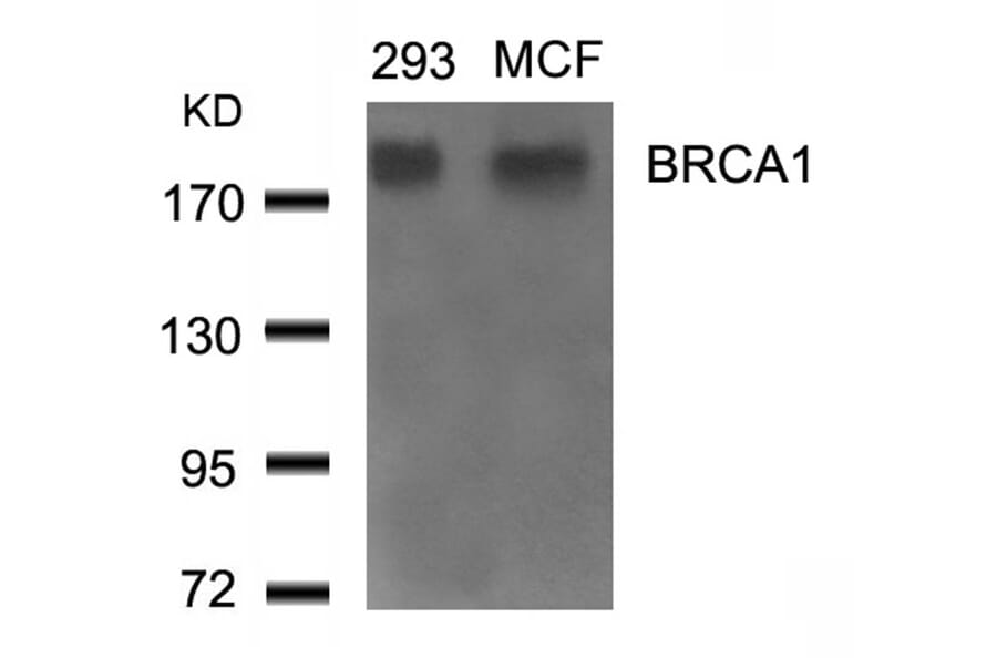 Western blot - BRCA1 (Ab-1524) Antibody from Signalway Antibody (21139) - Antibodies.com