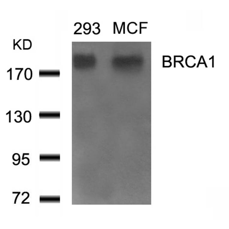 Western blot - BRCA1 (Ab-1524) Antibody from Signalway Antibody (21139) - Antibodies.com