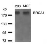 Western blot - BRCA1 (Ab-1524) Antibody from Signalway Antibody (21139) - Antibodies.com