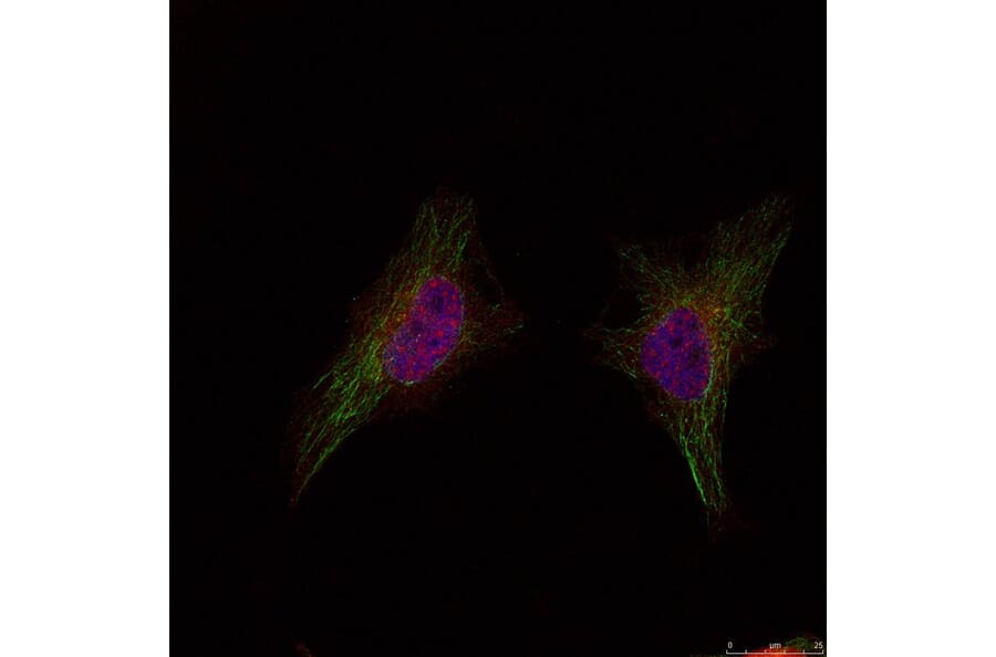 Immunofluorescence - BRCA1 (Ab-1524) Antibody from Signalway Antibody (21139) - Antibodies.com
