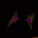 Immunofluorescence - BRCA1 (Ab-1524) Antibody from Signalway Antibody (21139) - Antibodies.com