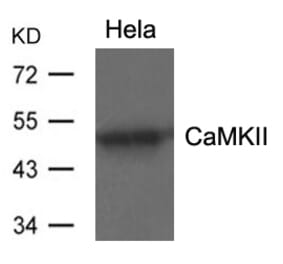 Western blot - CaMKII (Ab-286) Antibody from Signalway Antibody (21279) - Antibodies.com