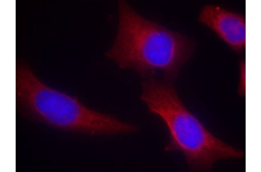 Immunofluorescence - CaMKII (Ab-286) Antibody from Signalway Antibody (21279) - Antibodies.com