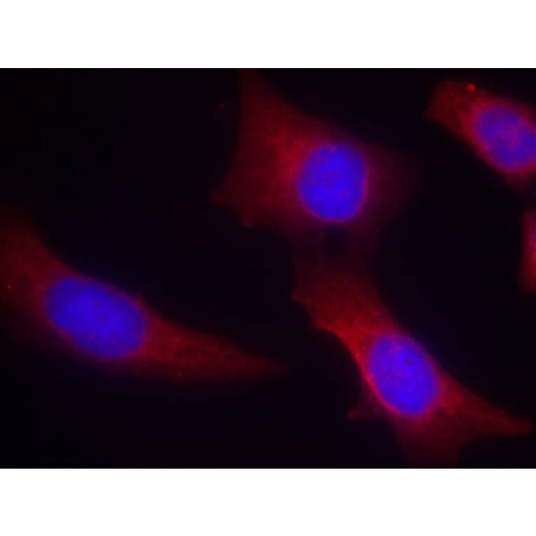 Immunofluorescence - CaMKII (Ab-286) Antibody from Signalway Antibody (21279) - Antibodies.com