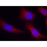 Immunofluorescence - CaMKII (Ab-286) Antibody from Signalway Antibody (21279) - Antibodies.com