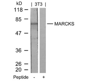 Western blot - MARCKS (Ab-158) Antibody from Signalway Antibody (21285) - Antibodies.com
