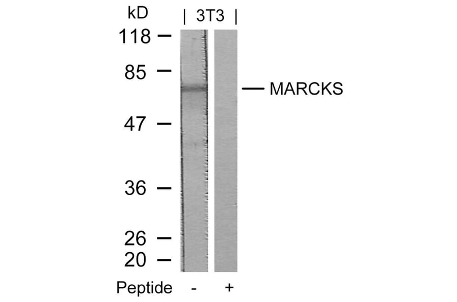 Western blot - MARCKS (Ab-158) Antibody from Signalway Antibody (21285) - Antibodies.com