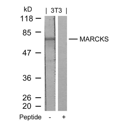 Western blot - MARCKS (Ab-158) Antibody from Signalway Antibody (21285) - Antibodies.com