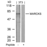 Western blot - MARCKS (Ab-158) Antibody from Signalway Antibody (21285) - Antibodies.com