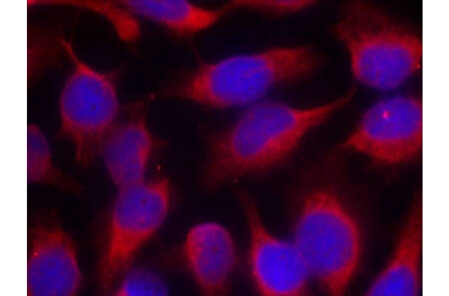 Immunofluorescence - MARCKS (Ab-158) Antibody from Signalway Antibody (21285) - Antibodies.com
