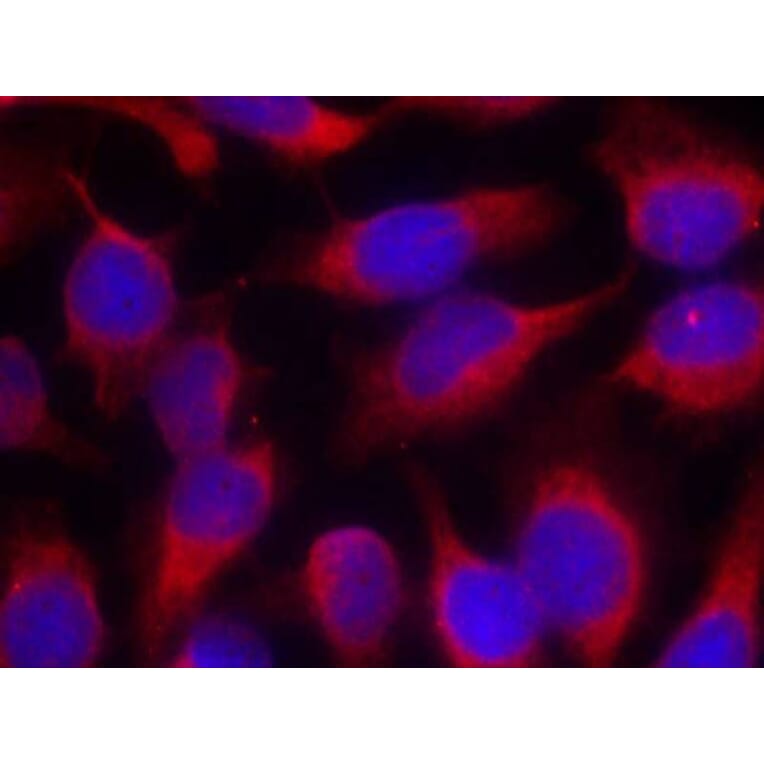 Immunofluorescence - MARCKS (Ab-158) Antibody from Signalway Antibody (21285) - Antibodies.com