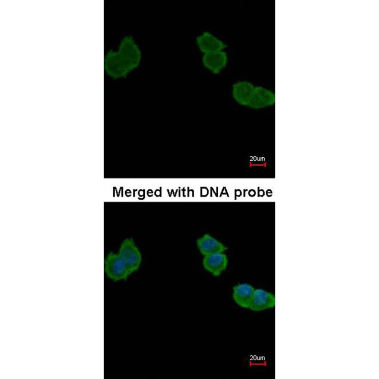 Immunofluorescence - Aminoacylase-1 antibody from Signalway Antibody (22151) - Antibodies.com
