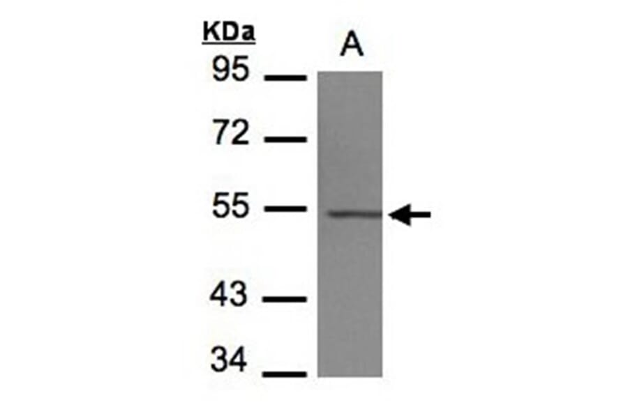 beta IV Tubulin antibody from Signalway Antibody (22498) - Antibodies.com
