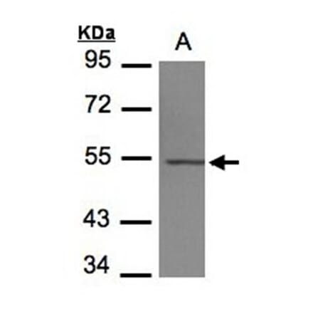 beta IV Tubulin antibody from Signalway Antibody (22498) - Antibodies.com