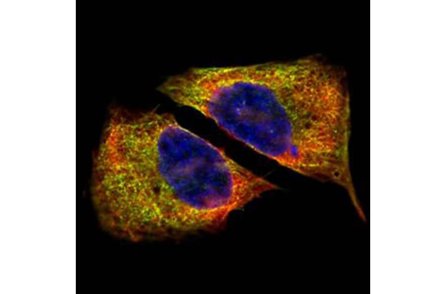beta IV Tubulin antibody from Signalway Antibody (22498) - Antibodies.com