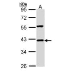 I kappa B-alpha antibody from Signalway Antibody (23045) - Antibodies.com