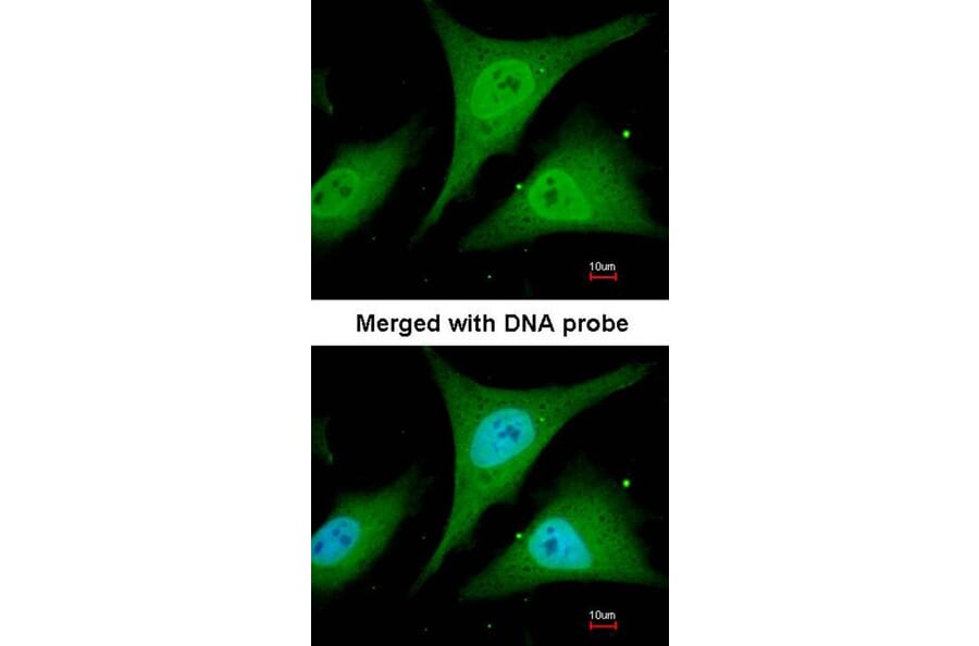 Immunofluorescence - I kappa B-alpha antibody from Signalway Antibody (23045) - Antibodies.com