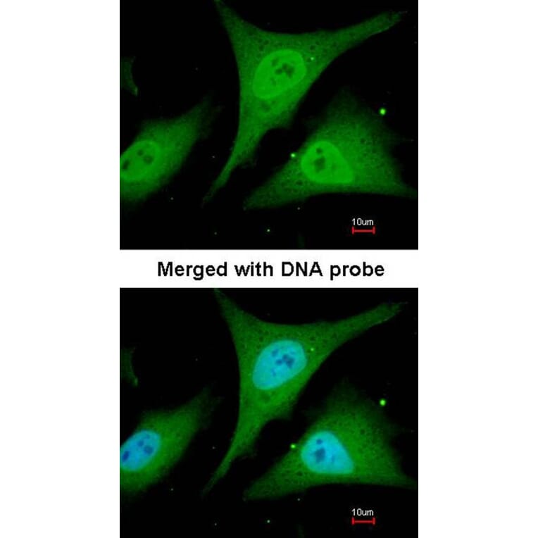 Immunofluorescence - I kappa B-alpha antibody from Signalway Antibody (23045) - Antibodies.com