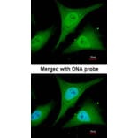 Immunofluorescence - I kappa B-alpha antibody from Signalway Antibody (23045) - Antibodies.com