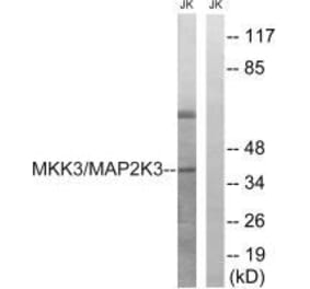 Western blot - MAP2K3 (Ab-222) Antibody from Signalway Antibody (33236) - Antibodies.com