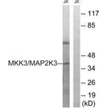 Western blot - MAP2K3 (Ab-222) Antibody from Signalway Antibody (33236) - Antibodies.com