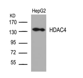 Western blot - HDAC4 (Ab-632) Antibody from Signalway Antibody (21141) - Antibodies.com