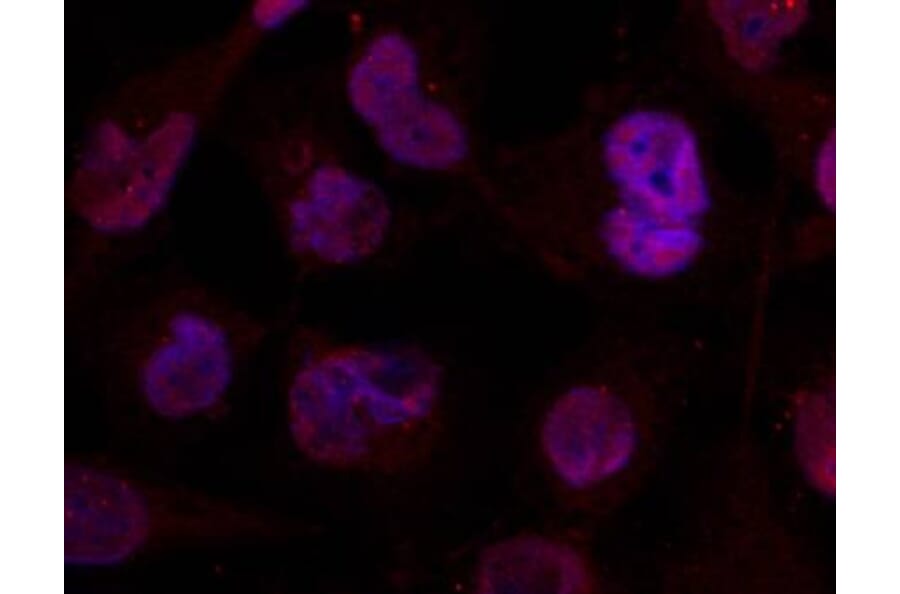 Immunofluorescence - HDAC4 (Ab-632) Antibody from Signalway Antibody (21141) - Antibodies.com