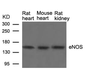 Western blot - eNOS (Ab-1177) Antibody from Signalway Antibody (21170) - Antibodies.com