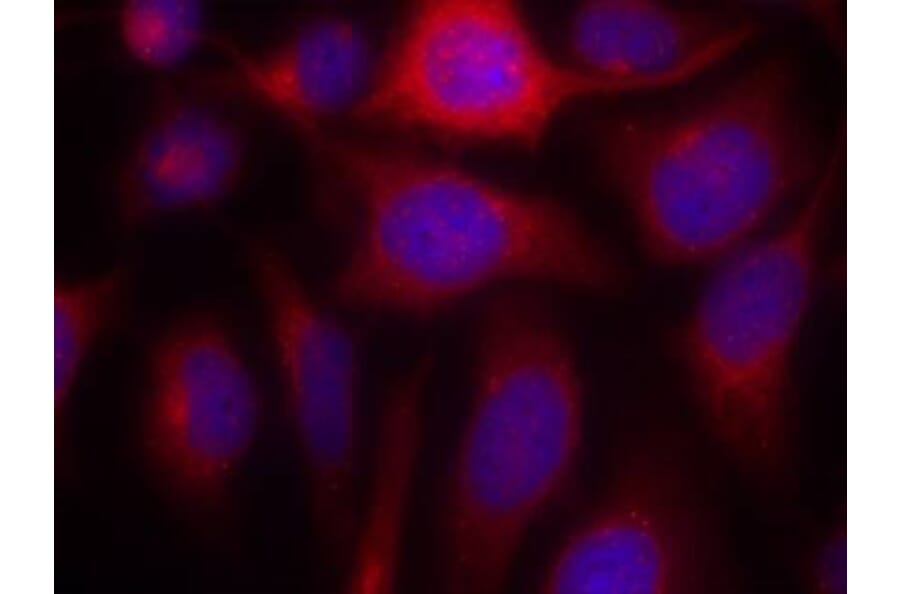 Immunofluorescence - eNOS (Ab-1177) Antibody from Signalway Antibody (21170) - Antibodies.com