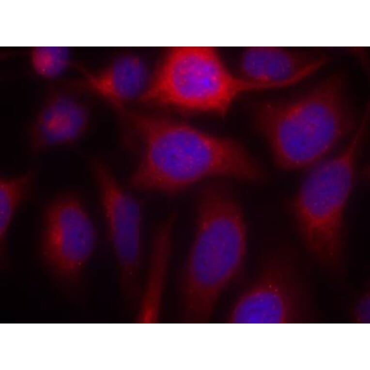 Immunofluorescence - eNOS (Ab-1177) Antibody from Signalway Antibody (21170) - Antibodies.com